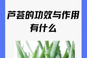 芦荟的养殖技巧与注意事项（打造丰收的芦荟园）