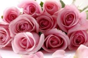 解读六朵玫瑰的花语（深入探讨每朵玫瑰的含义，从颜色到数量全面分析）