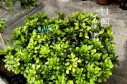 米兰肥料加多了，该如何处理？（养护农作物，防范过量施肥带来的危害）