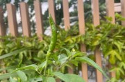 种植辣椒的环境条件与气候要求（打造适宜辣椒生长的生态环境）