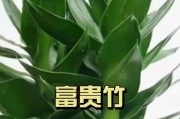 富贵竹剪了头还能活吗？（探富贵竹剪头的生命奥秘，寻找修剪法则的关键。）