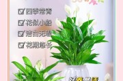 白掌繁殖的关键技巧（培育白掌的方法和注意事项）