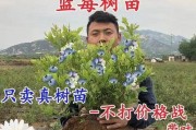 蓝莓成熟季节（蓝莓果实生长周期及采摘时间）