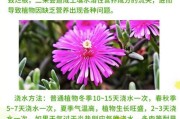 如何选用适合昙花的肥料（探究昙花施肥的最佳选择和方法）