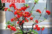长寿冠海棠花期是什么时候？（探秘中国传统花卉的美丽与神奇）
