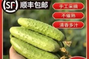 黄瓜——属于哪一类植物？（了解黄瓜的植物类型及其特点）