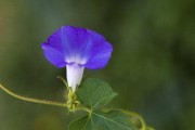 揭秘牵牛花的草本身份（牵牛花到底是不是真正的花？）