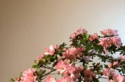 杜鹃生长速度快不快，一年长多少？（探究杜鹃的生长特点和生命周期）