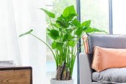 如何浇水才能让滴水观音长得更旺盛（浇什么水？怎么浇？让您的滴水观音活力满满）