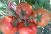 如何选择最适合西红柿的肥料？（探究西红柿肥料的种类和使用方法，让你的西红柿喜上加喜！）