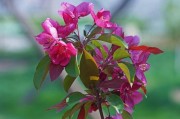 长寿冠海棠花的奇妙之美（探秘长寿冠海棠花的色彩和形态）