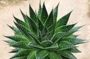 芦荟老桩养殖指南（掌握养护技巧，轻松开启芦荟老桩之旅）