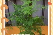 室内文竹的科学施肥方法（打造健康茁壮的室内文竹）