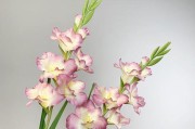 剑兰花期：花开两三月，盛放不止