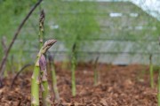 芦笋生长环境与特点（探究芦笋生长的条件及生长特性，促进芦笋生产的发展）