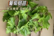 秋季葡萄苗的冬季养护方法（以种植技巧保障葡萄苗健康越冬）