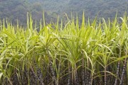 甘蔗——多年生植物的奇妙之旅（探秘甘蔗生长周期与栽培技巧）