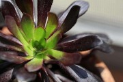 法师叶子为什么会发蔫？（探究发蔫的原因及解决方案）