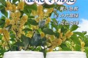 怎样施肥才能让桂花树长得更健康？（合适的肥料配比和施肥方法）