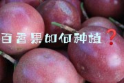 百香果的播种方法及去籽技巧（百香果种植，轻松去籽）