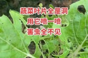 怎么治理薄荷长虫子？（草本植物的病虫害防治方法及妙招）