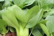 夏天也能种大白菜？！（夏天栽种大白菜的技巧和注意事项）