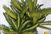 探究倒挂金钟不开花的原因（解析倒挂金钟不开花的因素及其繁殖方法）