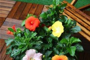 盆栽花卉，让夏日更美丽（盆栽花卉的选择和养护）