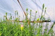 康乃馨种植时间和方法详解（让你轻松掌握康乃馨种植技巧，打造美丽花园）