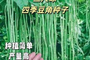 豆角种子——不只是废弃物（探究豆角种子的营养价值和食用方法）