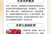 冬天如何养护红掌（室内红掌养护全攻略）