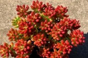 虹之玉如何科学浇水？（浇水频率与方式决定植物成长）