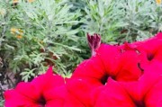 大岩桐冬季开花之谜（解密大岩桐冬季开花的原因及意义）