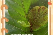 以琴叶榕换盆叶子软——如何正确进行换盆操作（从选择盆器到合理浇水，打造一个健康的琴叶榕）