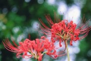 彼岸花开花时间及特点（冬季也能看到美丽的彼岸花，花期长达多久？）