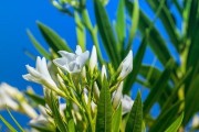 夹竹桃花期是什么时候？-探秘夹竹桃开花的奥秘