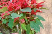 一品红的花语与寓意（探索一品红的神秘面纱）