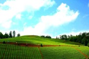 太子参的种植条件及适宜地区（掌握关键条件，打造优质种植基地）