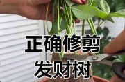 发财树剪枝技巧（培养健康的发财树，把财运带进家门）