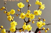 腊梅为何不开花？（探究腊梅不开花的原因及解决方法）