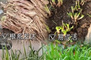 韭菜生长周期与生长速度详解（探究韭菜的生命周期和成长速度，打造丰收韭菜田）