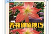 鸡蛋花的养殖方法及其喜欢水的特性（培育鸡蛋花，让其欣欣向荣）
