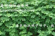 决明子种植攻略（选择适宜的季节和方法）