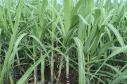 甘蔗的种植技巧（时间、方法与关键要素）