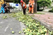 如何解决芒果树不结果的问题（从栽种到养护，让你的芒果树丰硕无比）