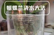 蝴蝶兰花的水培养护方法（善用水，让蝴蝶兰花更旺盛生长）