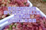 成都葡萄成熟时间及栽培技巧（一年四季的葡萄园，不同品种成熟周期的分析）