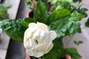 探秘虎头茉莉的开花时间（了解虎头茉莉的季节、生长环境和开花周期）