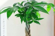 服装店放什么植物招财？——打造招财风水的植物布置