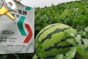 种植西瓜要用哪种肥料？（选择合适的肥料提高西瓜产量）